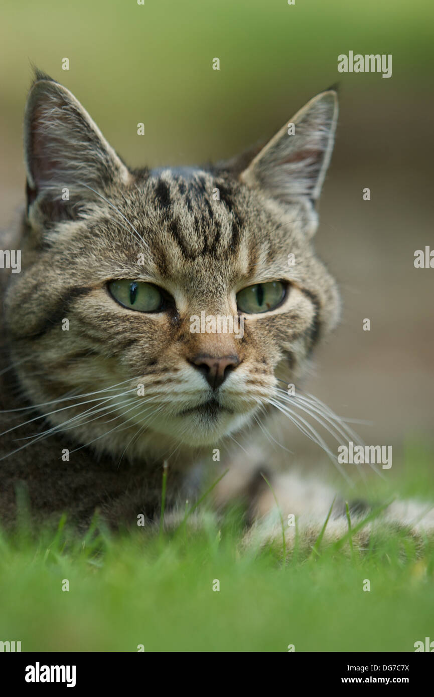A tabby cat in the grass Stock Photo - Alamy