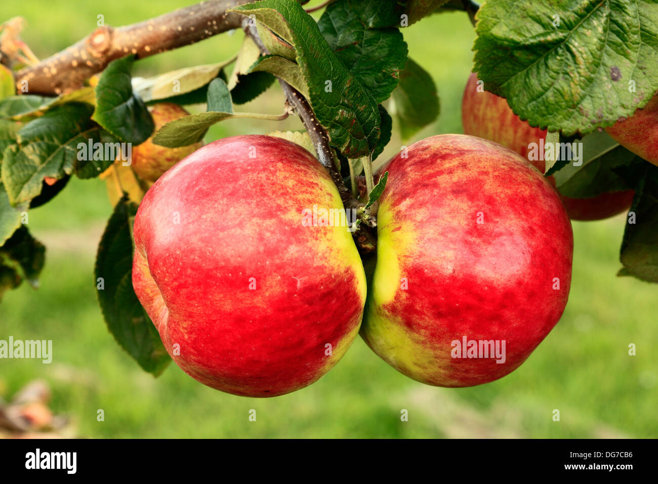 Apple 'Bushey Grove', malus domestica, apples variety varieties growing