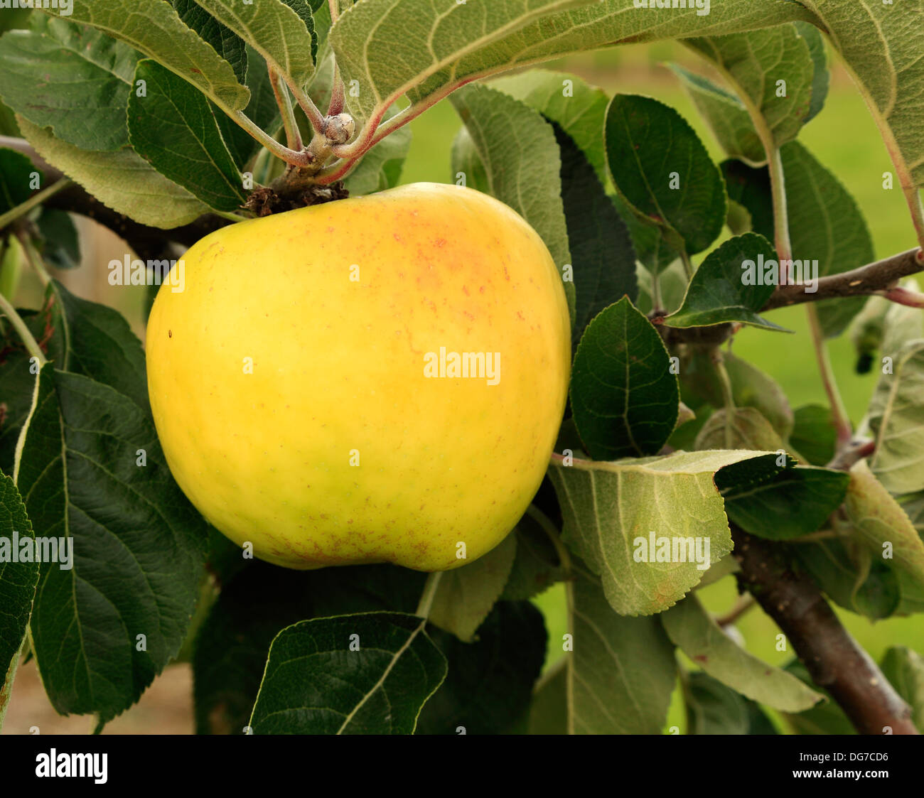 Apple 'Hambling's Seedling', culinary cooking variety, malus domestica apples variety varieties growing on tree Norfolk England Stock Photo