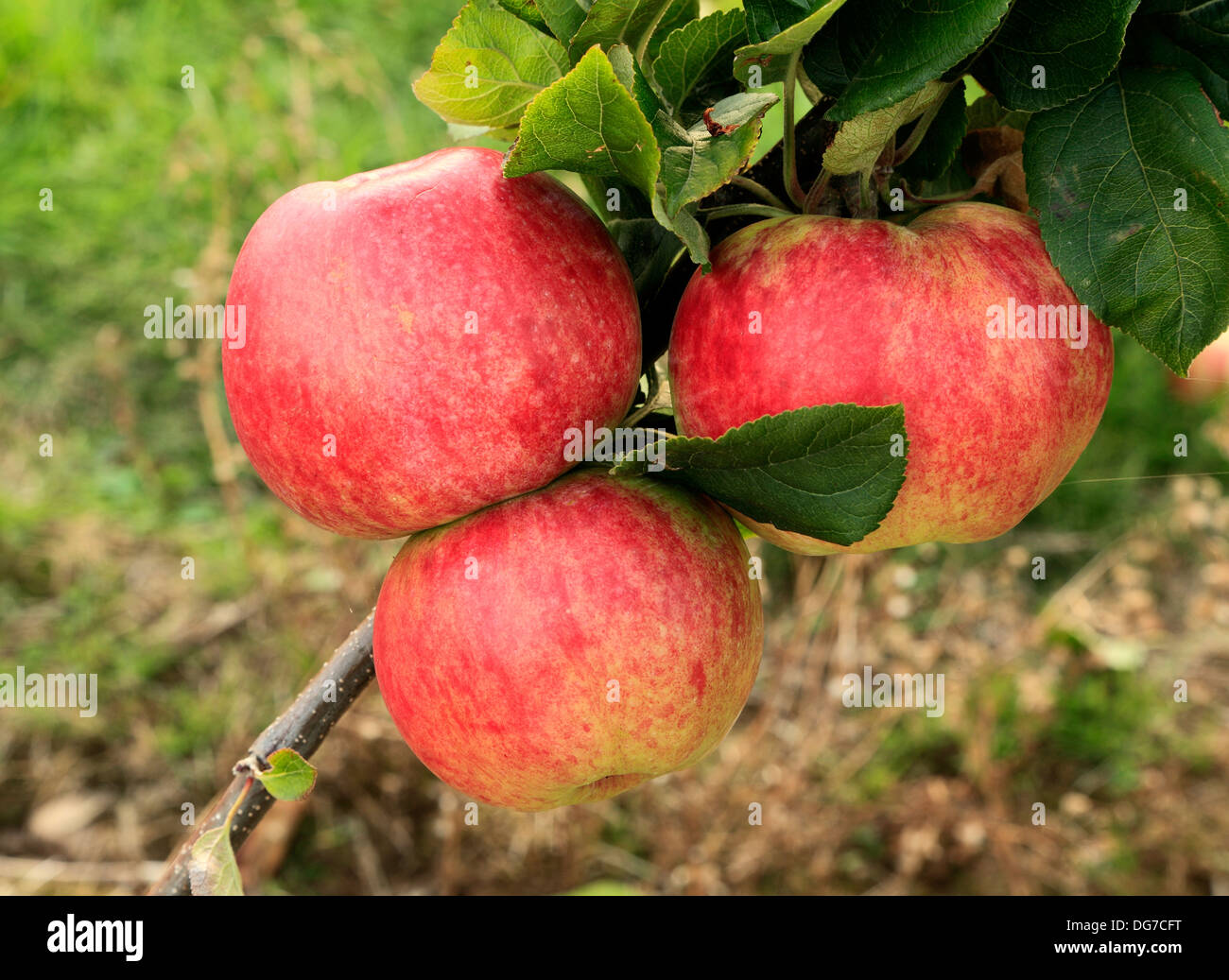Apple 'Bushey Grove', malus domestica, apples variety varieties growing on tree Norfolk England UK Stock Photo