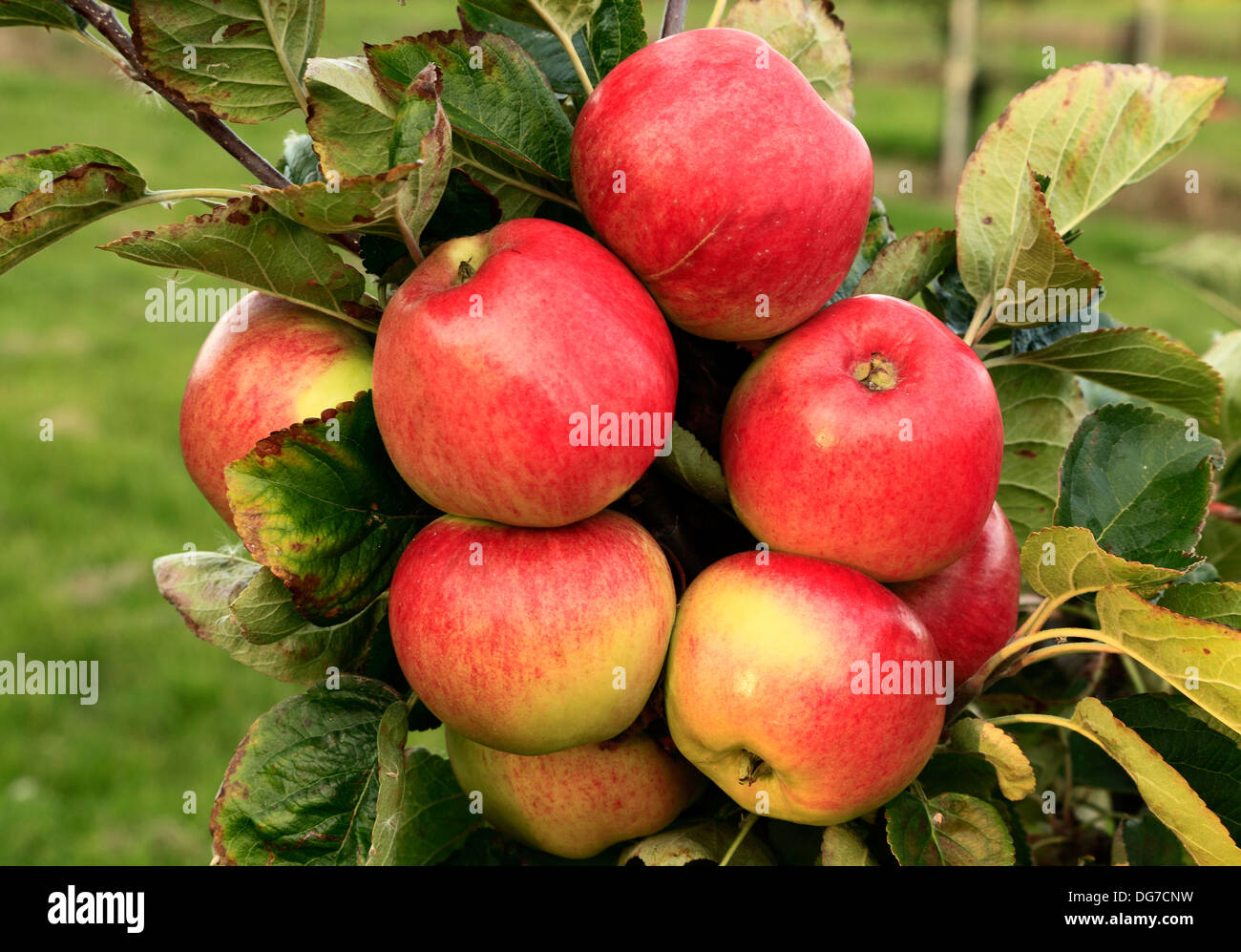 Apple 'Monarch', malus domestica, apples variety varieties growing on tree Norfolk England UK Stock Photo