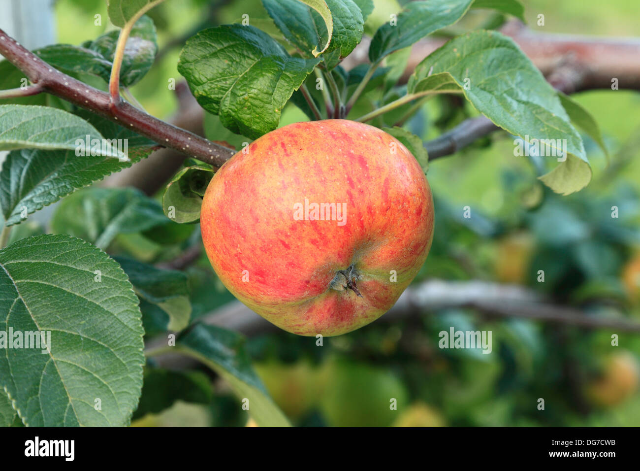 Apple 'Dutch Mignonne', malus domestica, apples variety varieties growing on tree Norfolk England UK Stock Photo