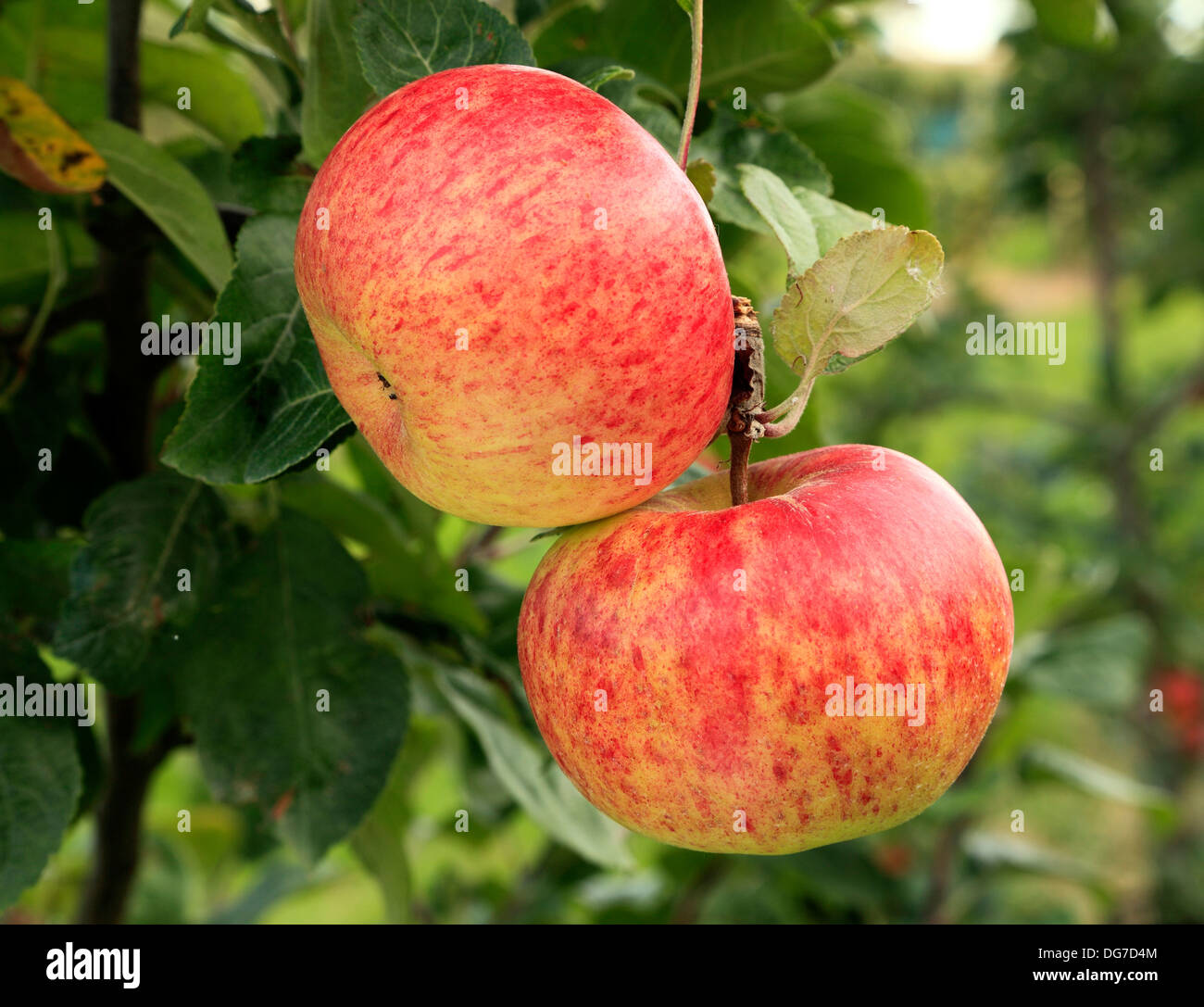 Apple 'Queen Cox', named variety, malus domestica apples varieties growing on tree Norfolk England UK Stock Photo