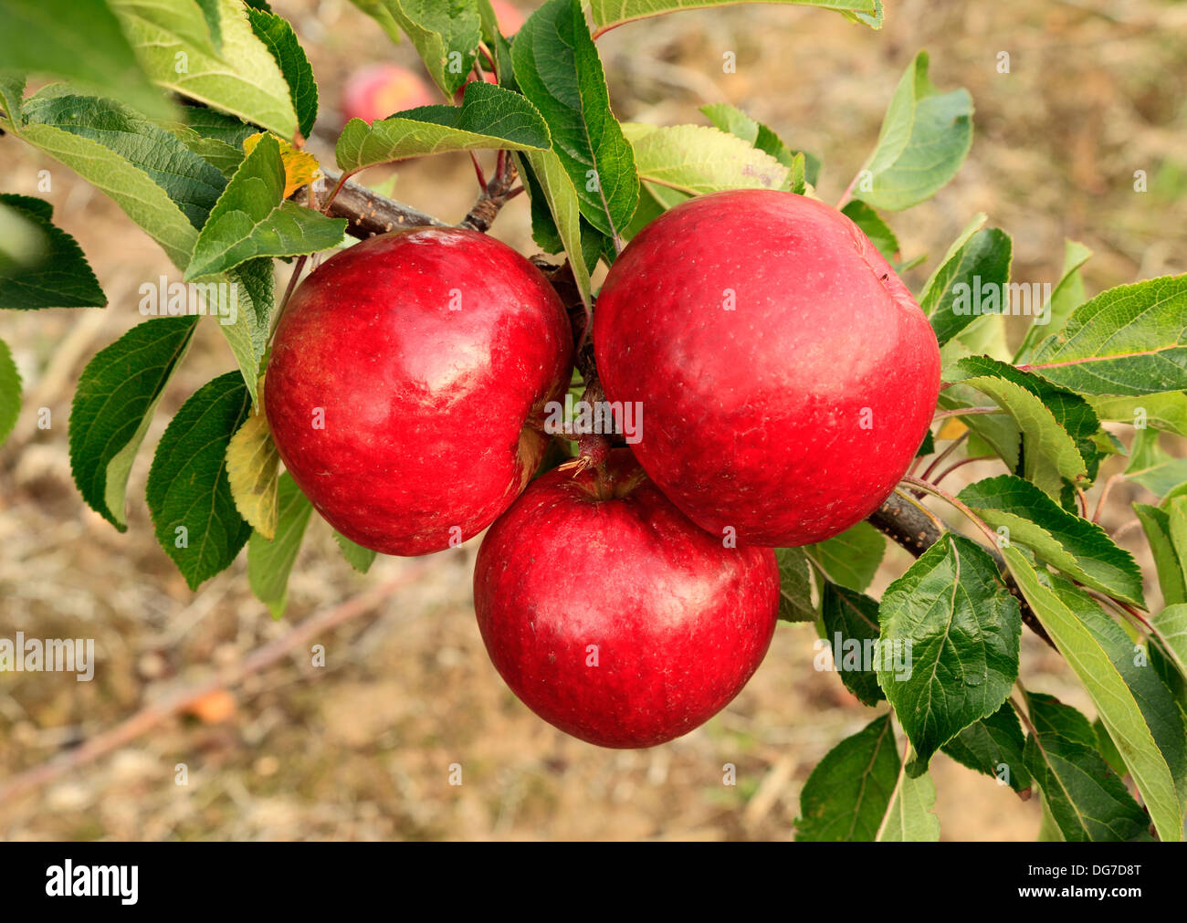 Apple 'Ellison's Orange', malus domestica apples variety varieties growing on tree Norfolk England UK Stock Photo