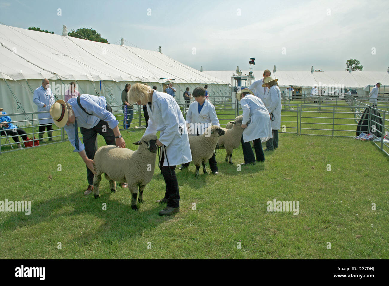 Sheep judging at the 2013 Cheshire Show at Tabley Cheshire England