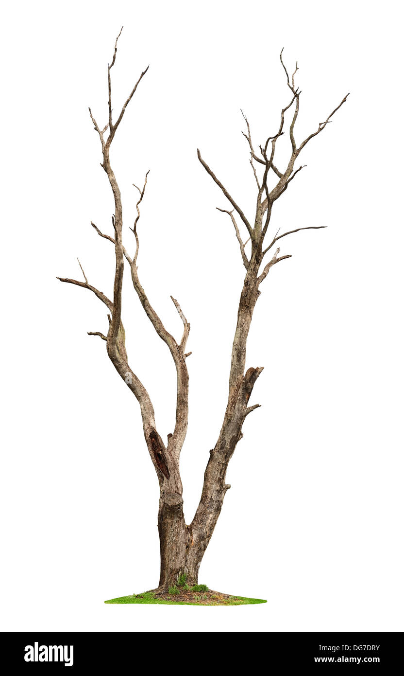 Single old and dead tree isolated on white background Stock Photo