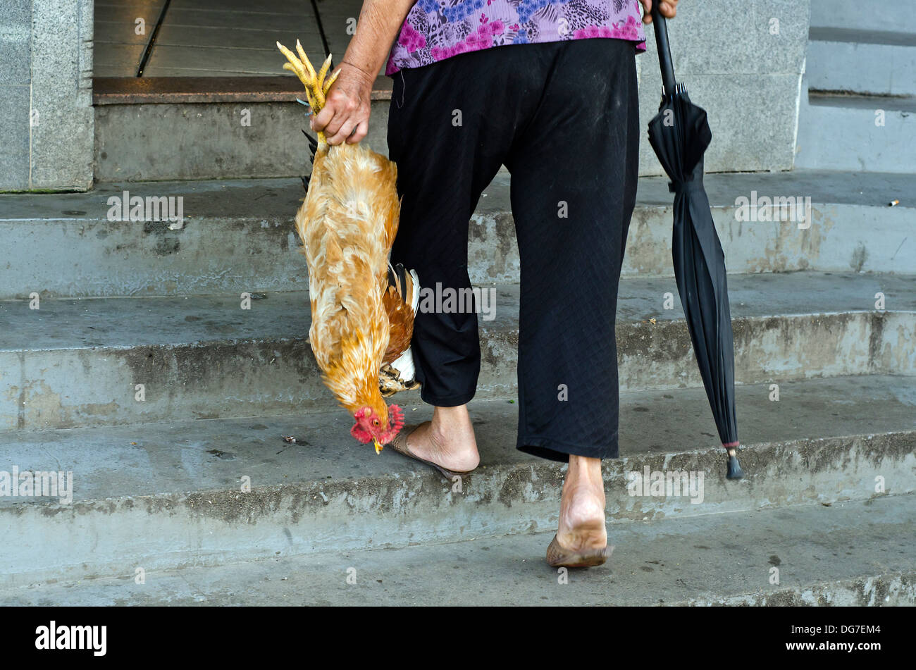 Woman carrying chicken from the market ,Shawan ,China Stock Photo