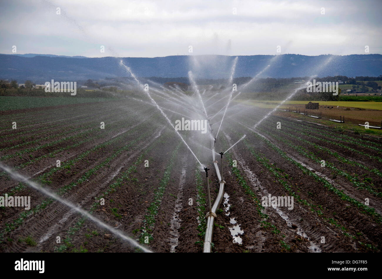 Image of irrigation sprinklers watering fields of vegetable beds with rural backdrop. Stock Photo