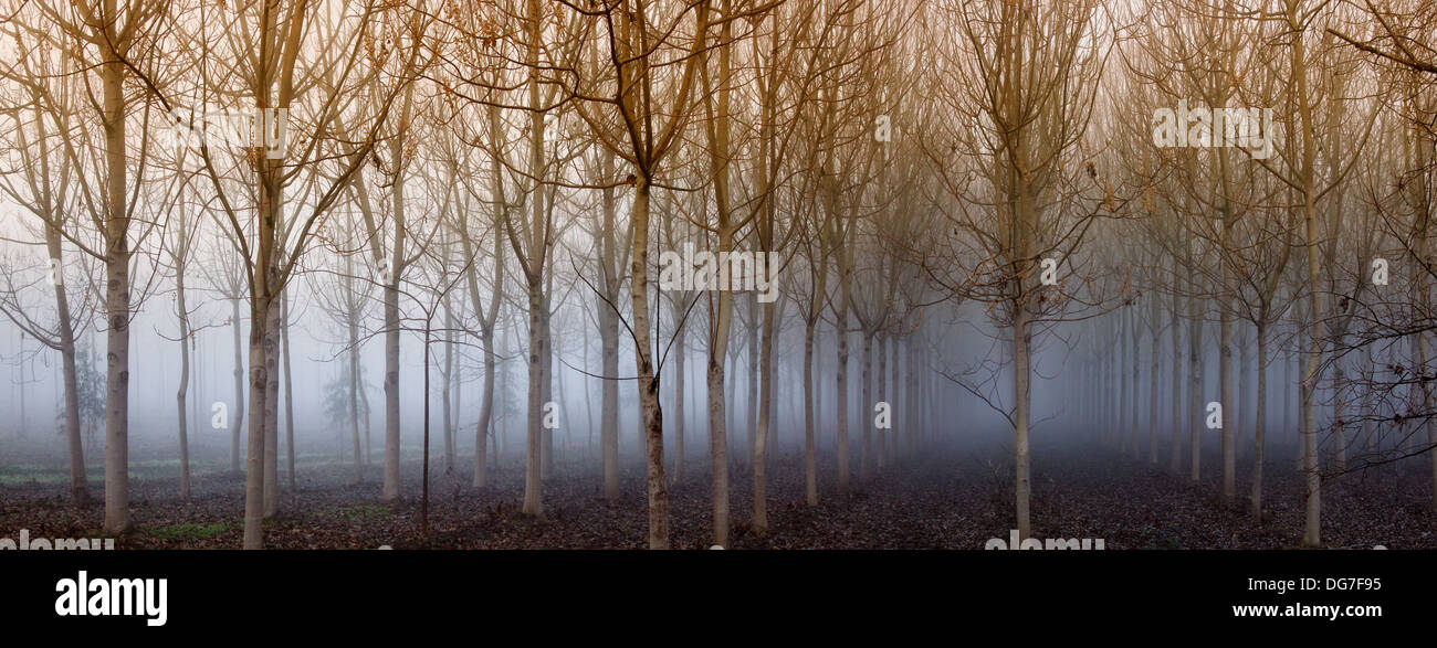 Stitched Panorama, Panoramic study of misty forest scene in winter with denuded trees and fog in background. Stock Photo