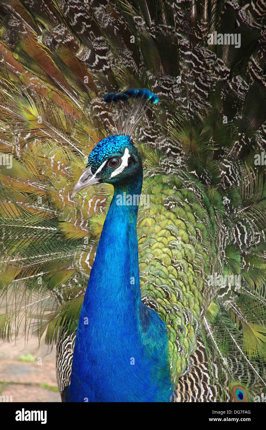 Proud Peacock plumage, vertical format tightly cropped image of Peacock with tail feathers displayed Stock Photo