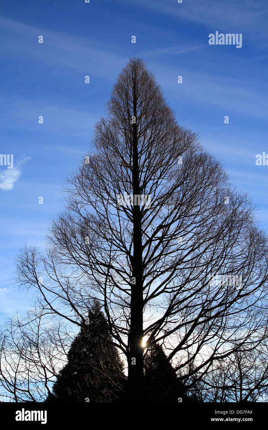 Silhouetted tree against winter skyline, denuded deciduous fine branches, blue sky with wiskey clouds. Stock Photo