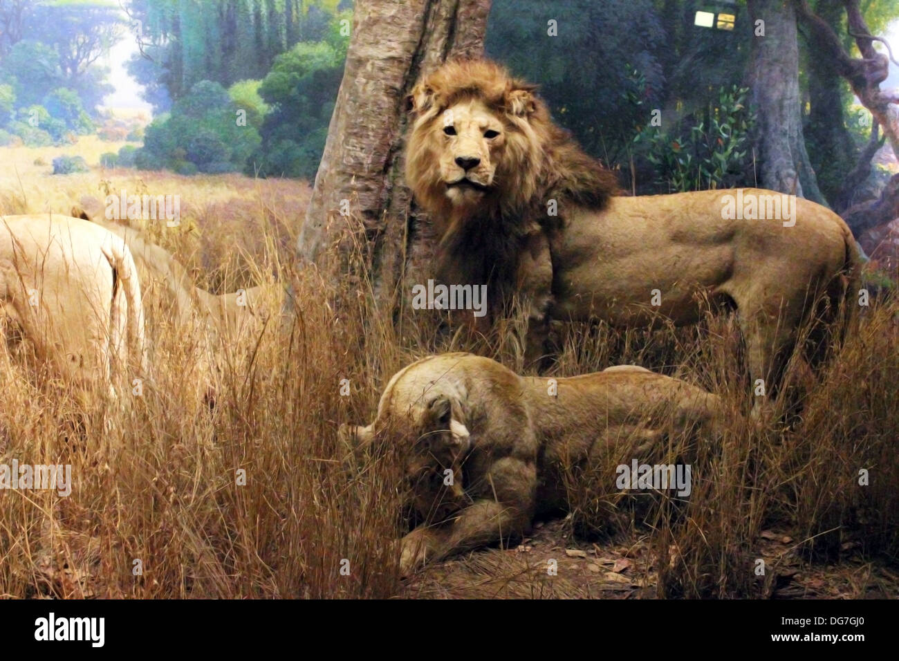 Diorama of the African Lion in the African Mammal Hall at the American Museum of Natural History in New York City. Stock Photo