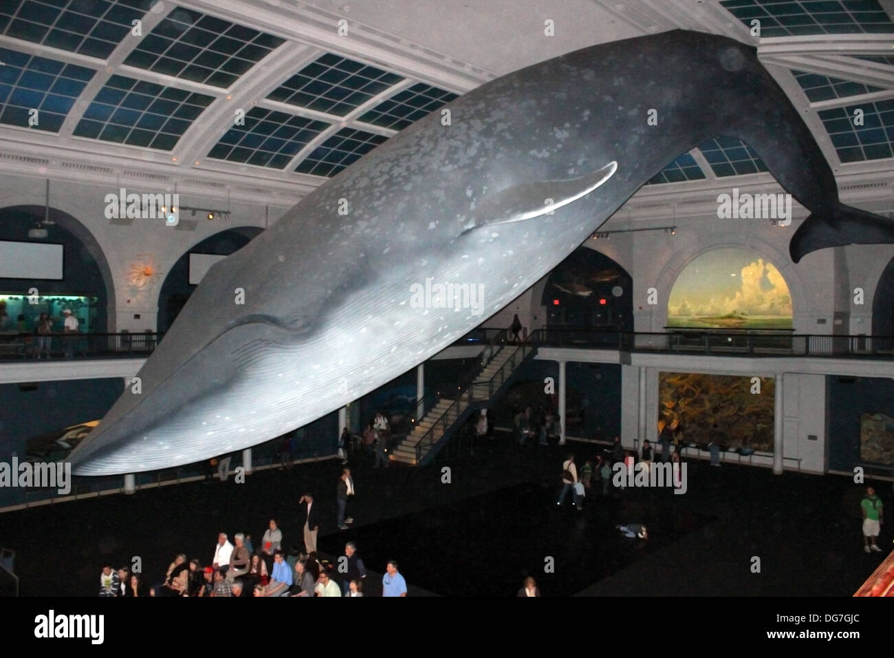 The huge model of a Blue Whale hangs from the ceiling of the American Museum of Natural History Stock Photo