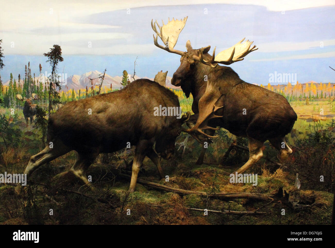 A diorama of two battling Moose displayed at the American Museum of Natural History in New York City. Stock Photo