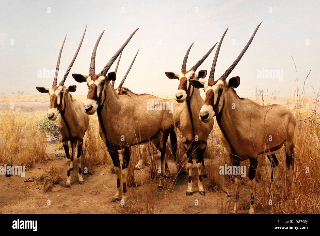 Diorama of the African Gemsbok in the African Mammal Hall at the American Museum of Natural History in New York City. Stock Photo