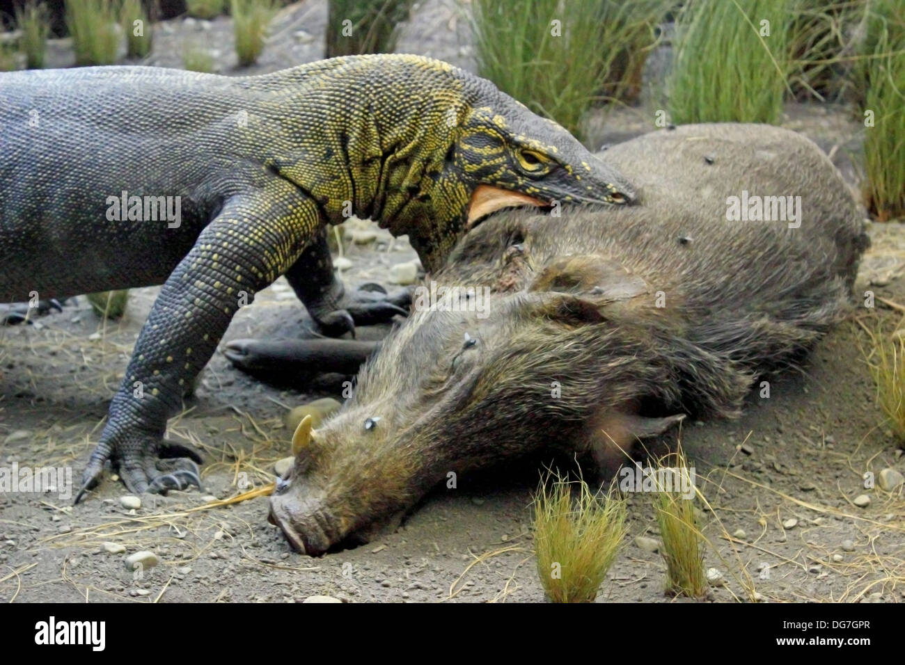 A display of a Komodo Dragon feeding on a wild hog at the American Museum of Natural History in New York City. Stock Photo