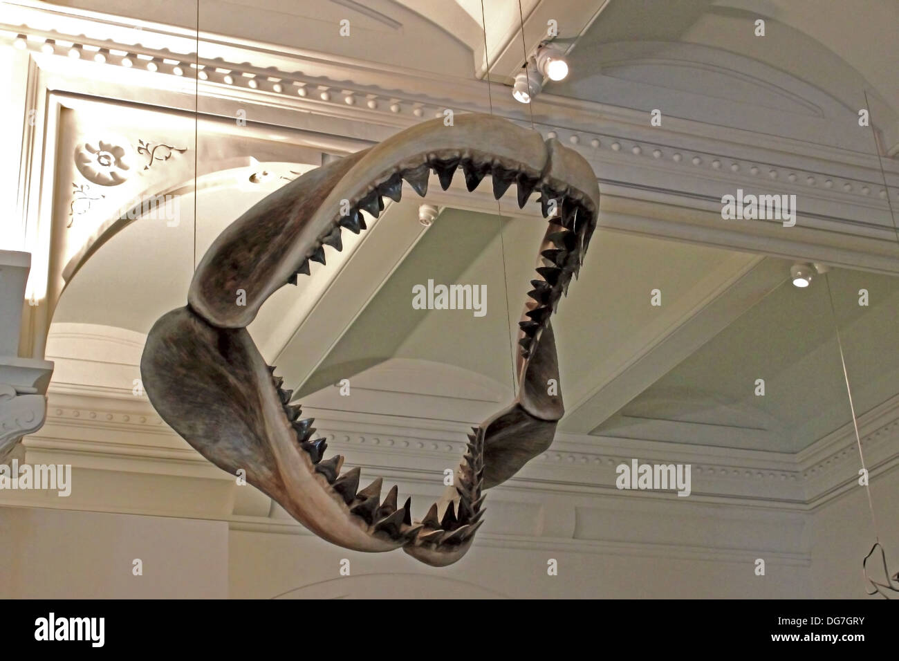 A set of huge Megalodon shark jaws hang from the cieling at the American Museum of Natural History in New York City. Stock Photo