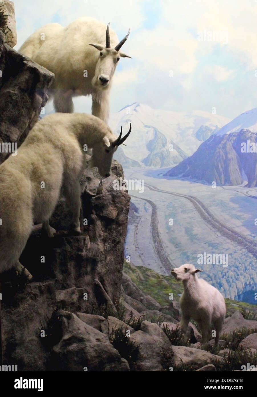 A diorama of Mountain Goats displayed at the American Museum of Natural History in New York City. Stock Photo