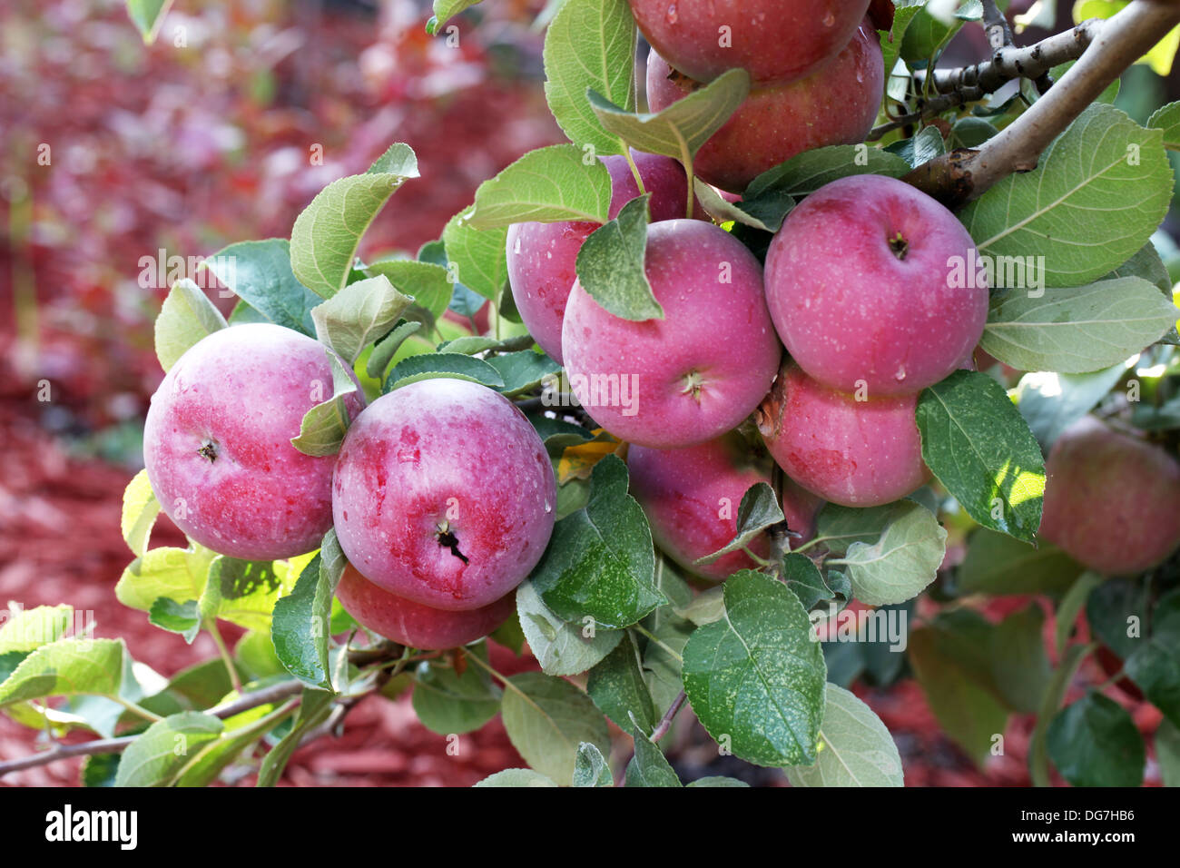 Beautiful red-ripe apples on the branch. Close-up shot. Stock Photo