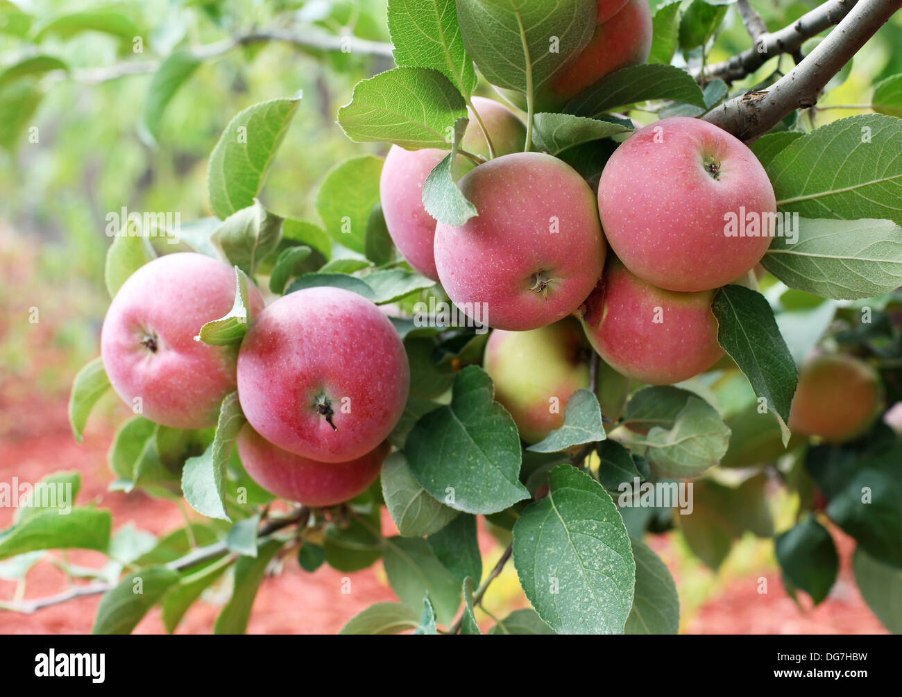 Beautiful red-ripe apples on the branch. Stock Photo