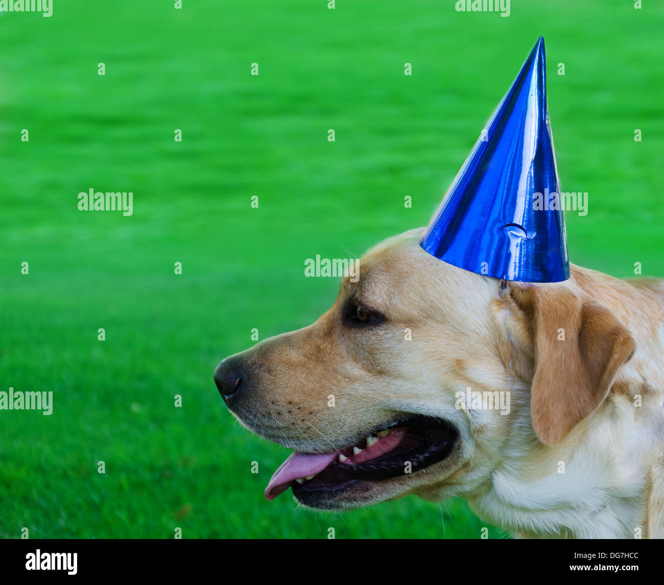 Portrait of Labrador retriever with birthday hat Stock Photo - Alamy