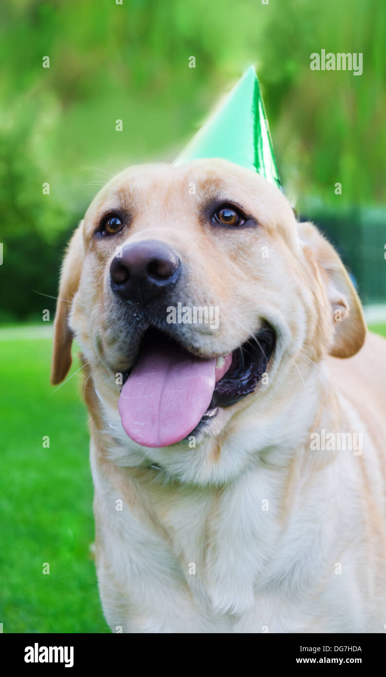 Portrait of Labrador retriever with birthday hat Stock Photo - Alamy