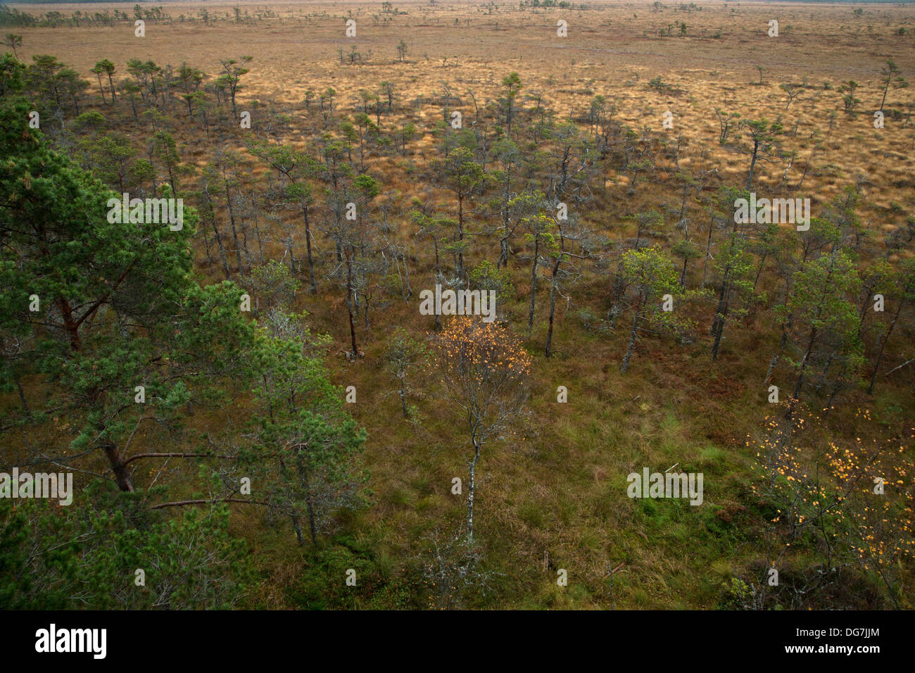 A pine trees in a bog in the swedish national park, Store Mosse Stock Photo
