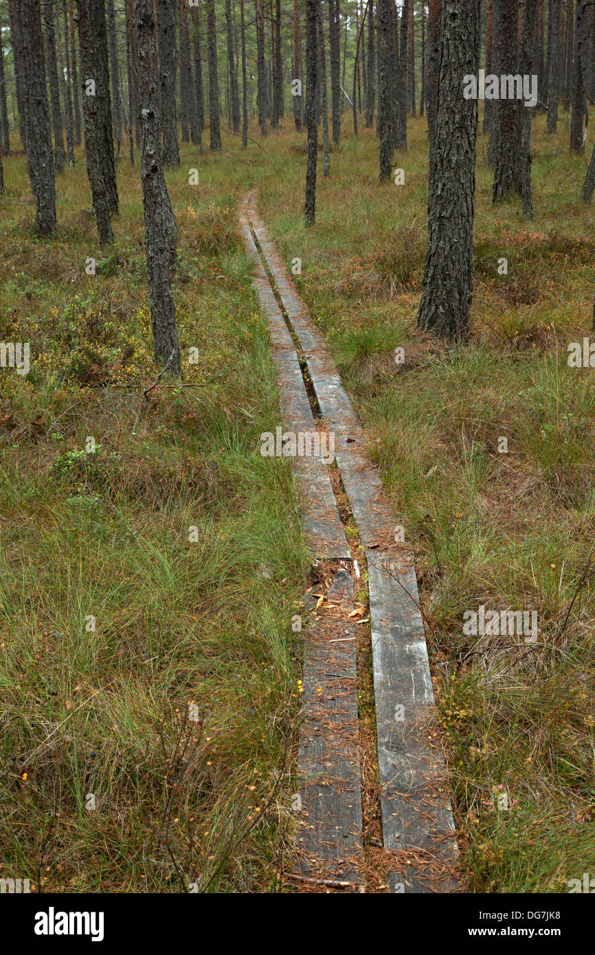 A footbridge in the swedish national park, Store mosse Stock Photo