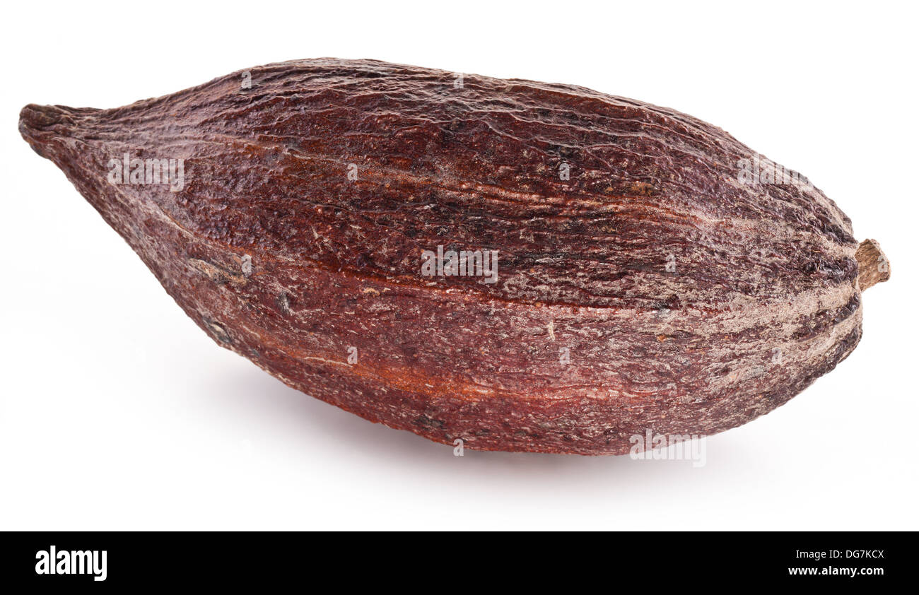 Cocoa pod on a white background. Stock Photo