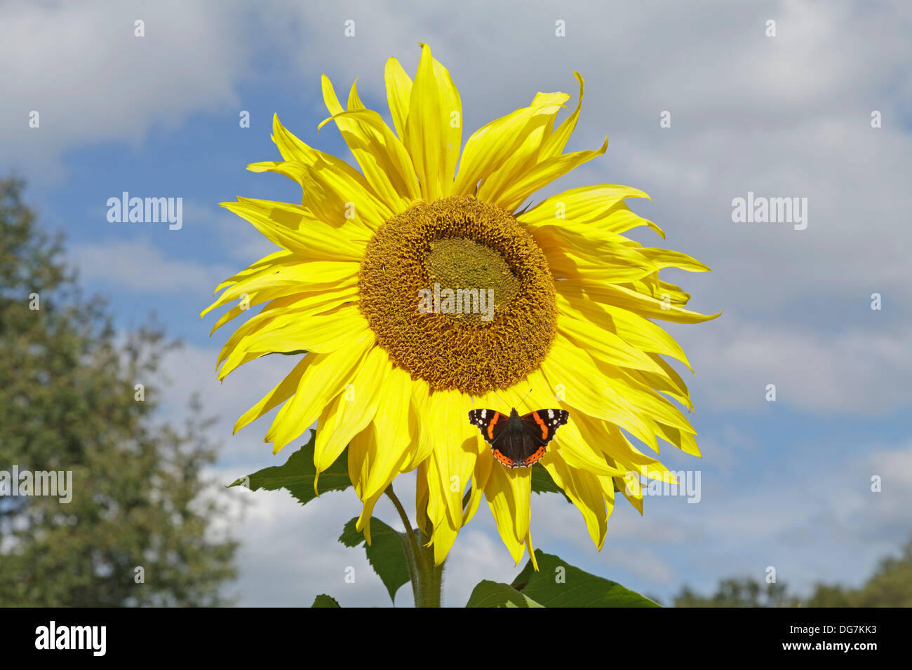 butterfly (red admiral, Vanessa atalanta) on a sunflower Stock Photo