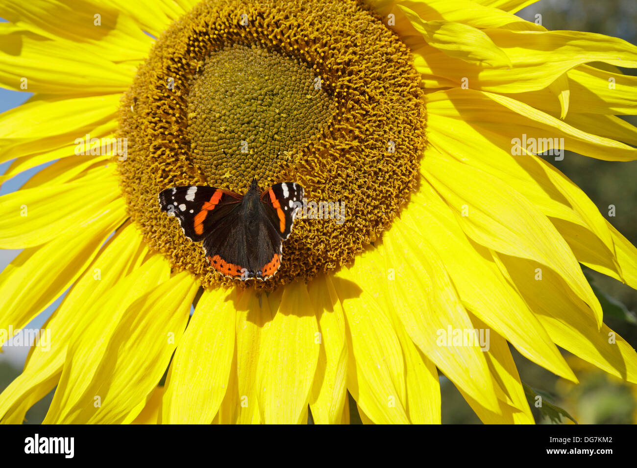 butterfly (red admiral, Vanessa atalanta) on a sunflower Stock Photo