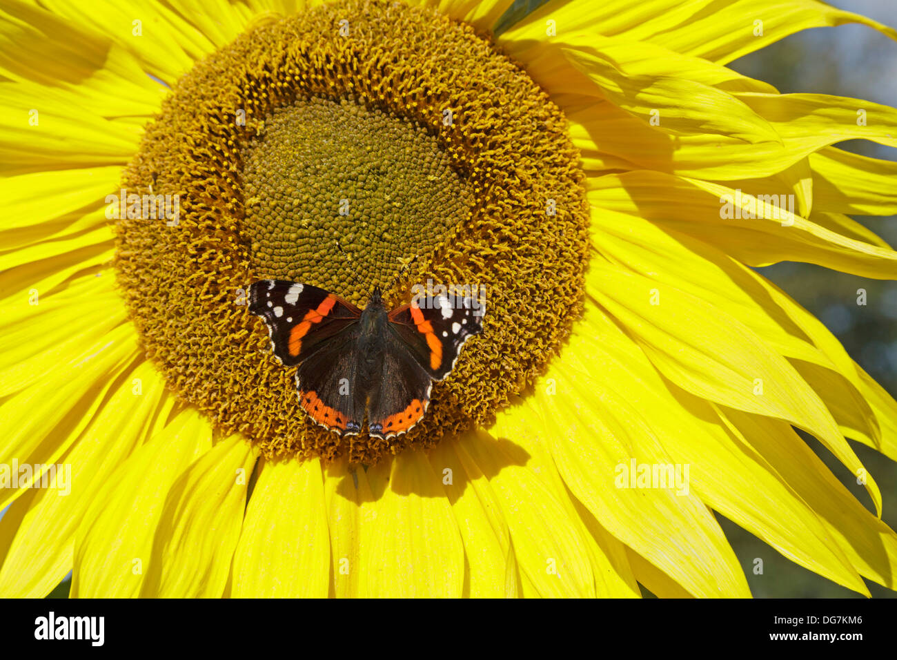 butterfly (red admiral, Vanessa atalanta) on a sunflower Stock Photo