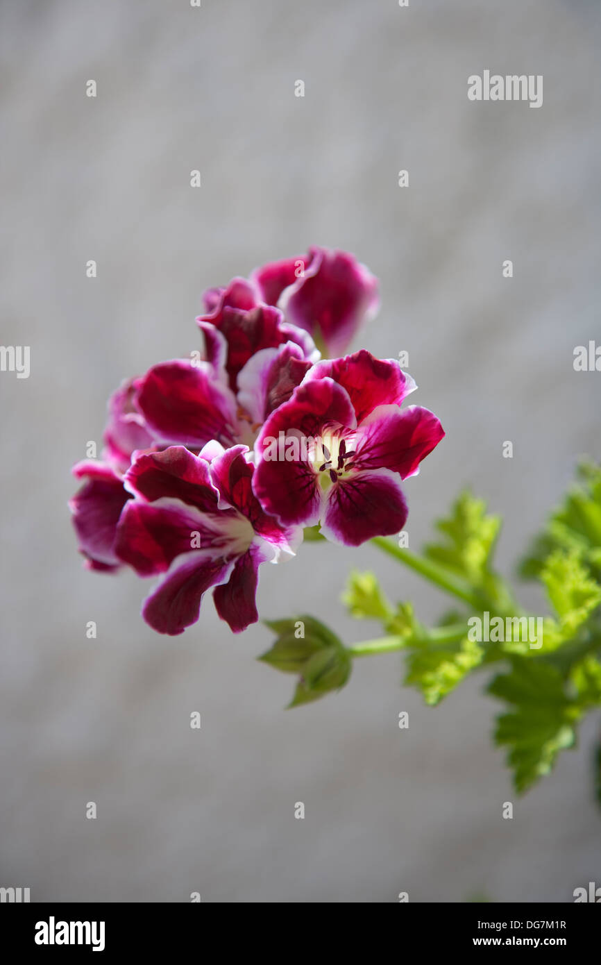 Pelargonium grandiflorum in flower Stock Photo