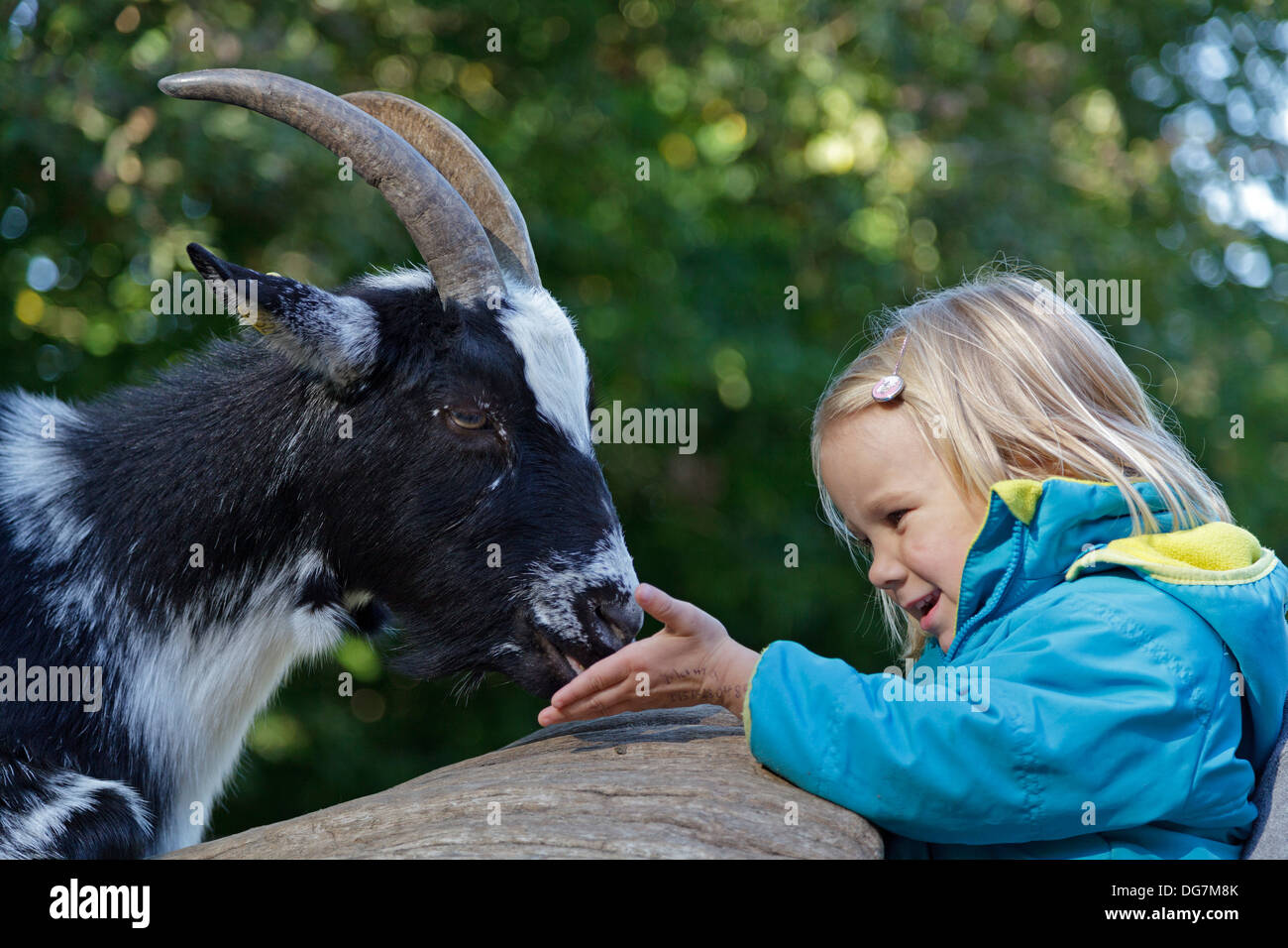 little girl feeding a goat Stock Photo Alamy