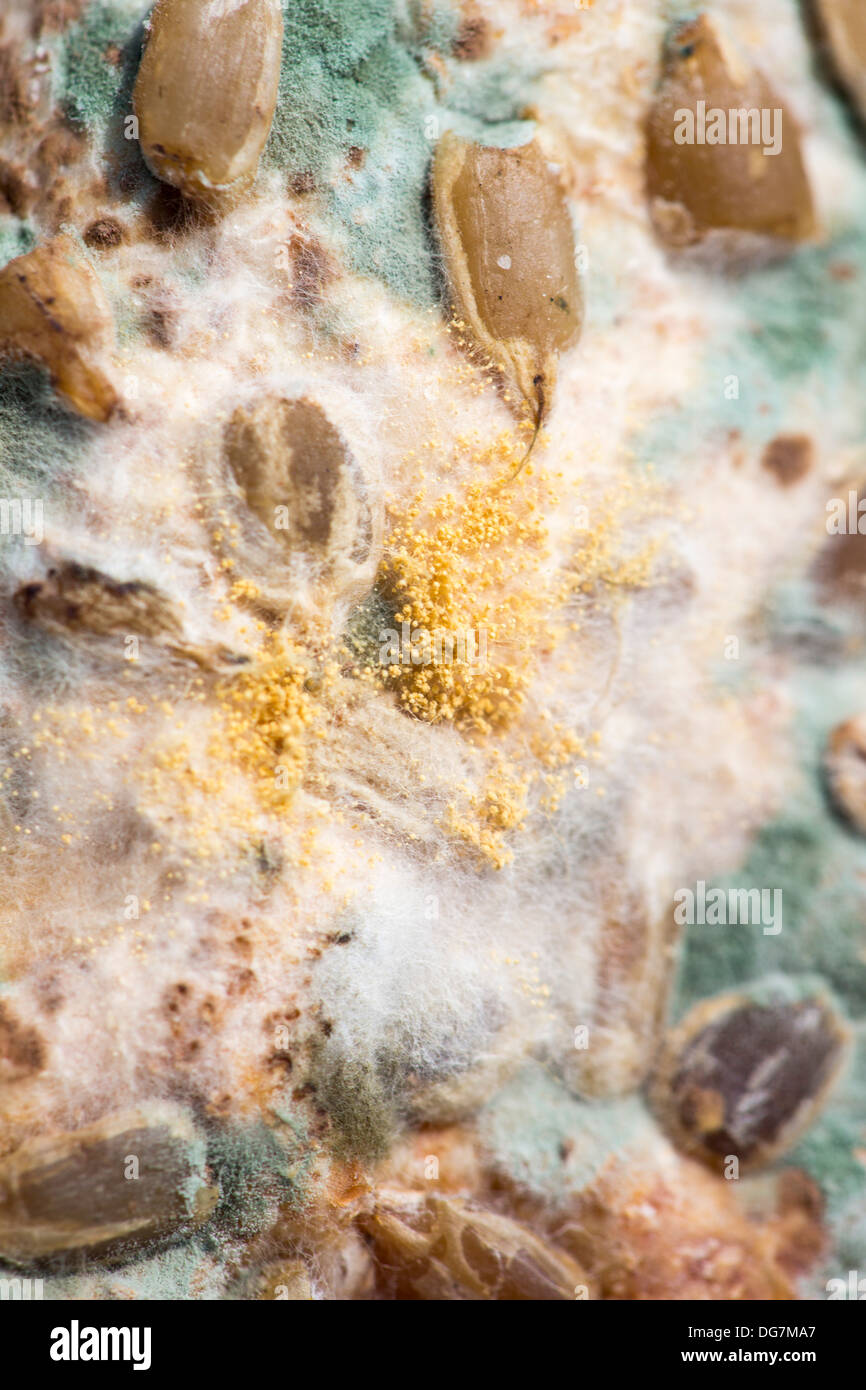 Brown bread going mouldy Stock Photo Alamy