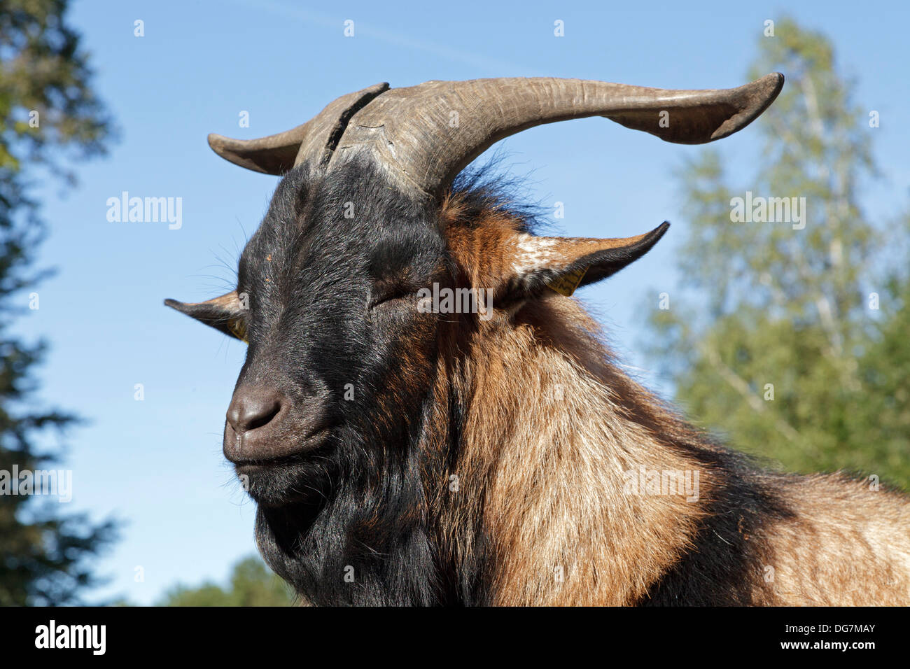 portrait of a billy goat Stock Photo