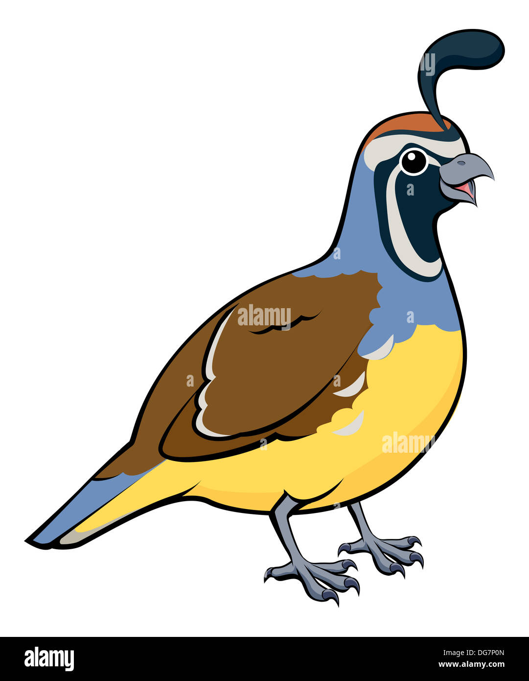 Cartoon illustration of a male California Quail or California Valley Quail or Valley Quail (Callipepla californica) Stock Photo