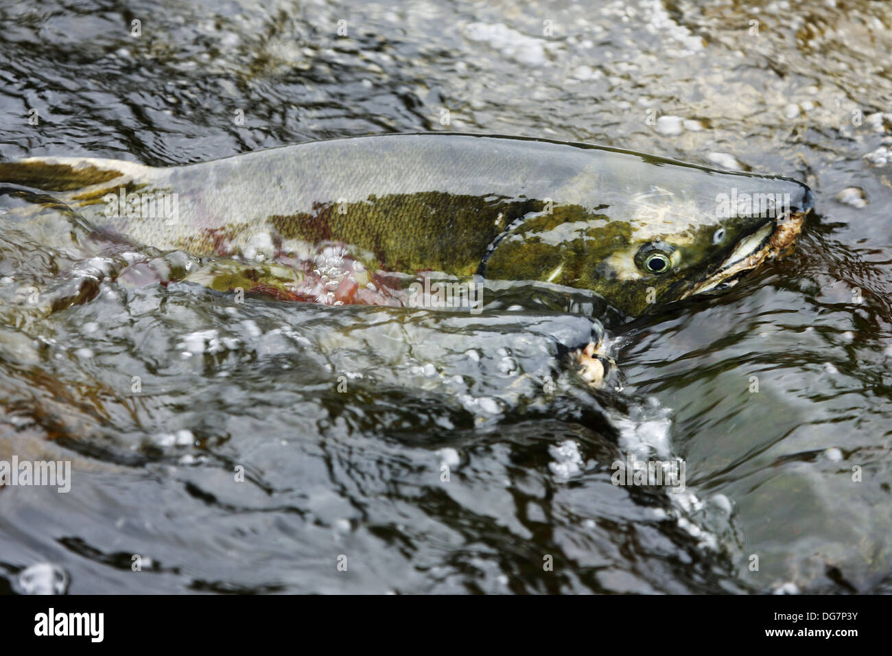 Ketalachs / Chum Salmon / Hundslachs / Dog Salmon / Oncorhynchus keta