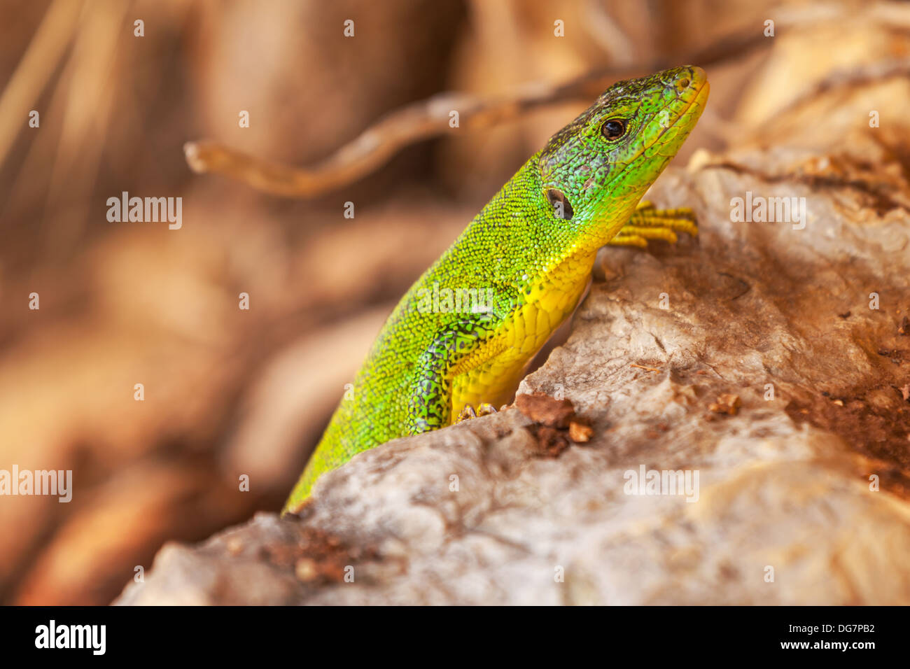 Green lizard sit on red dry stones Stock Photo