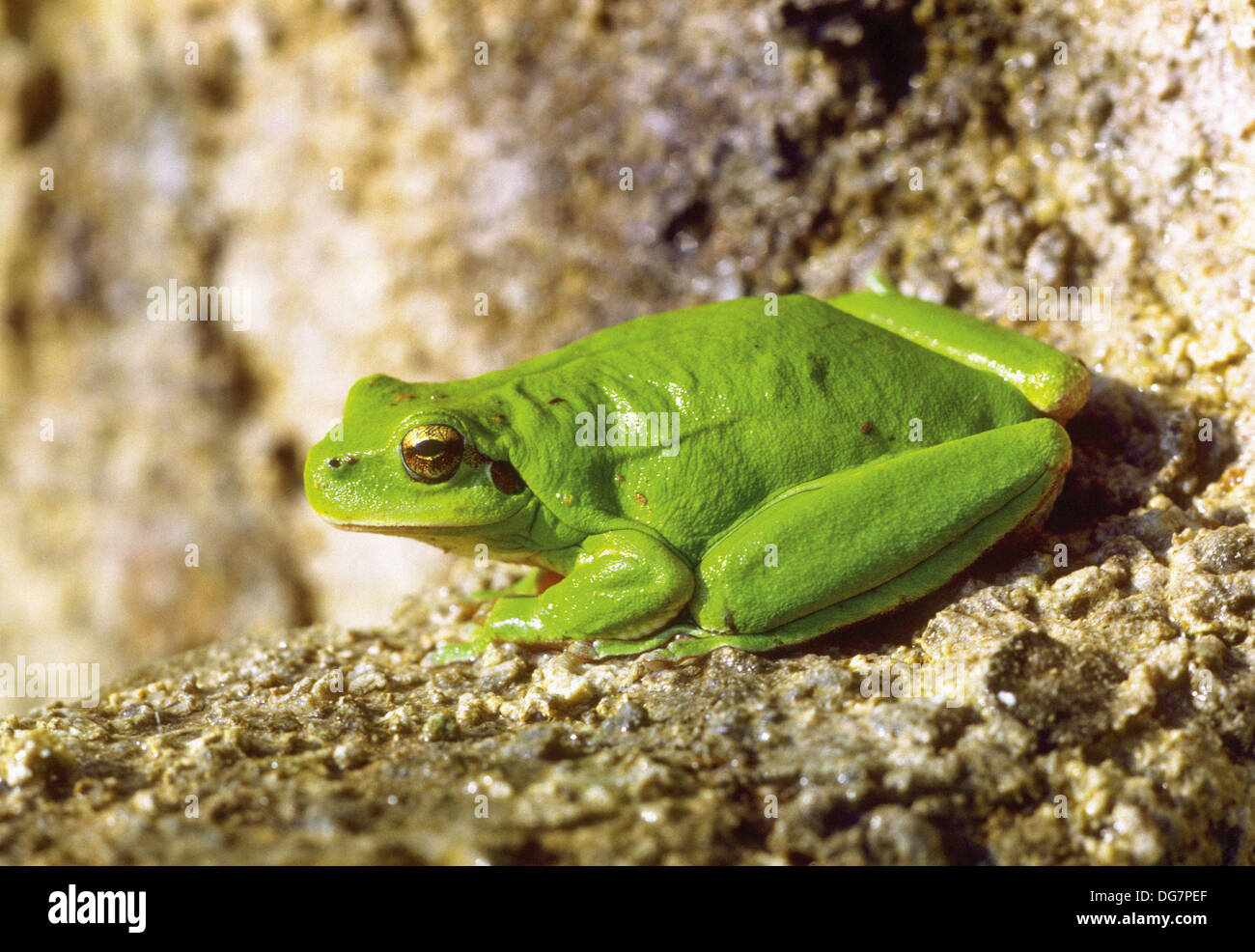 Stripeless Tree Frog (Hyla meridionalis Stock Photo Alamy