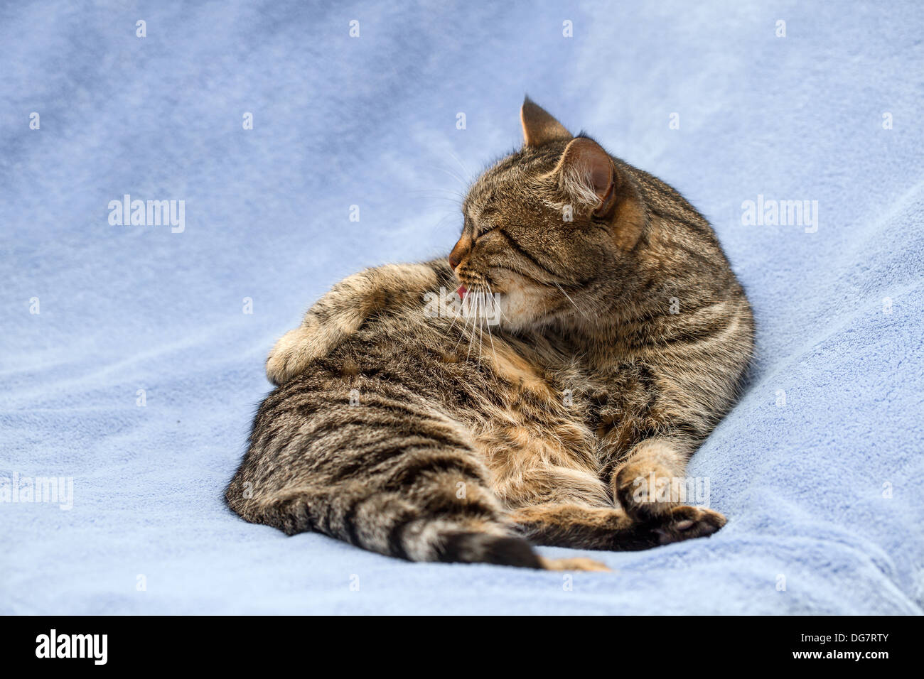 European cat Stock Photo