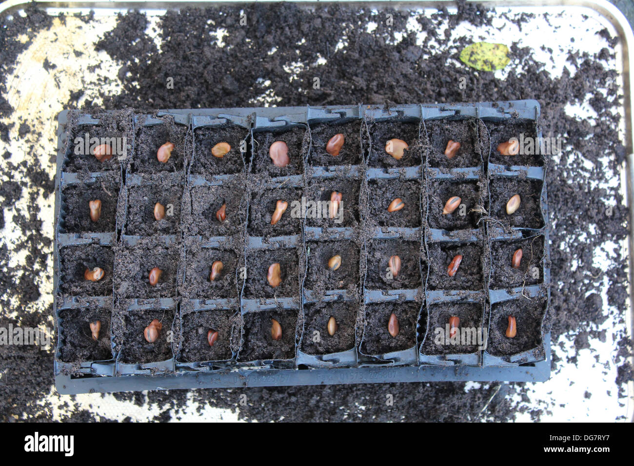 Rootrainer full of seeds Stock Photo - Alamy