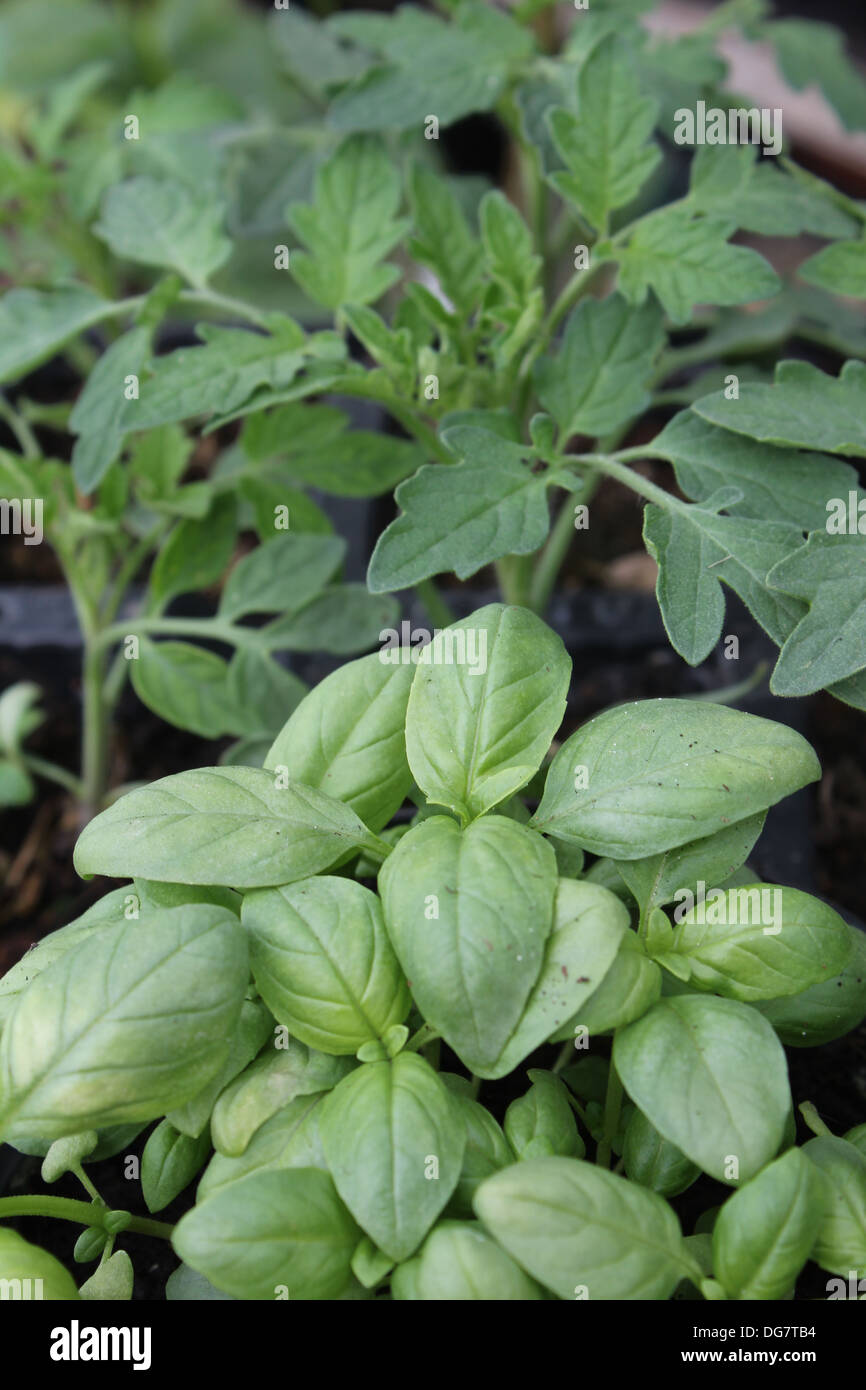 Companion Planting High Resolution Stock Photography and Images Alamy