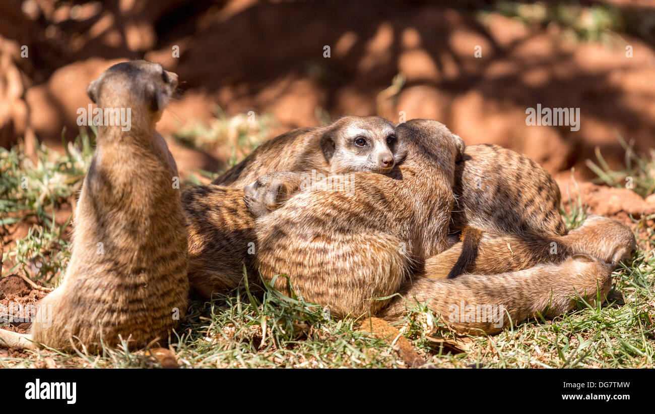 Meerkats huddled together with one on guard, and another alert and on the lookout Stock Photo