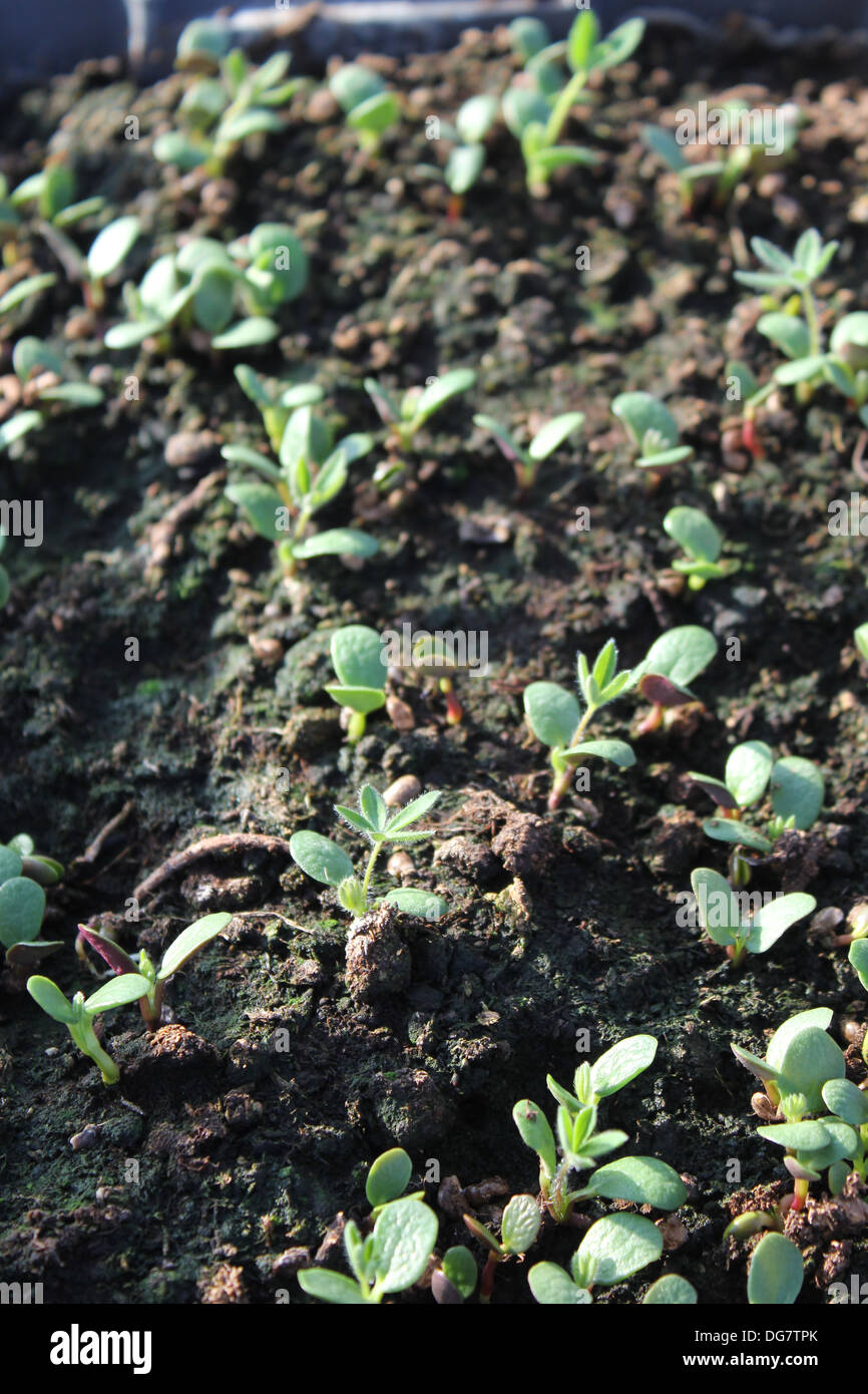 Lupin seedlings in compost Stock Photo Alamy