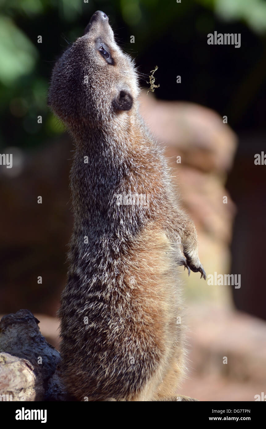 'I'm sure there's something up there' Stock Photo