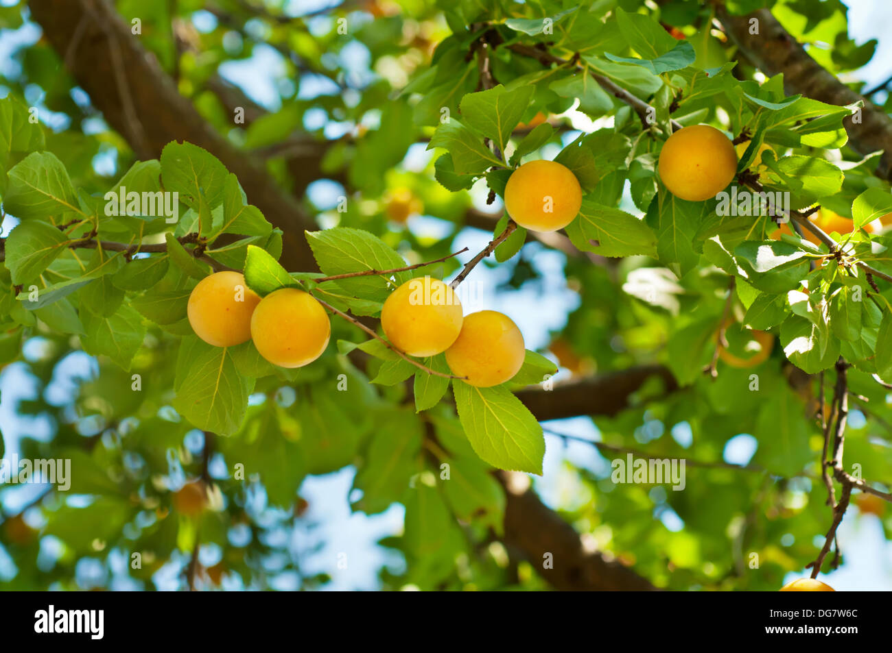 Cherry-plum tree with fruits Stock Photo
