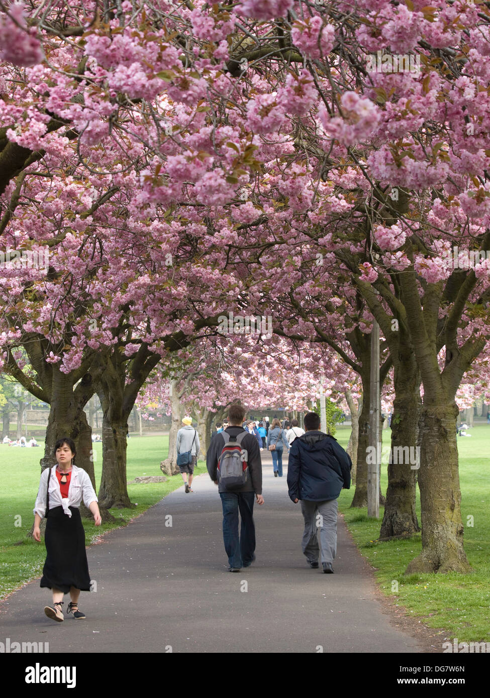Cherry Blossom, The Meadows, Edinburgh Stock Photo Alamy