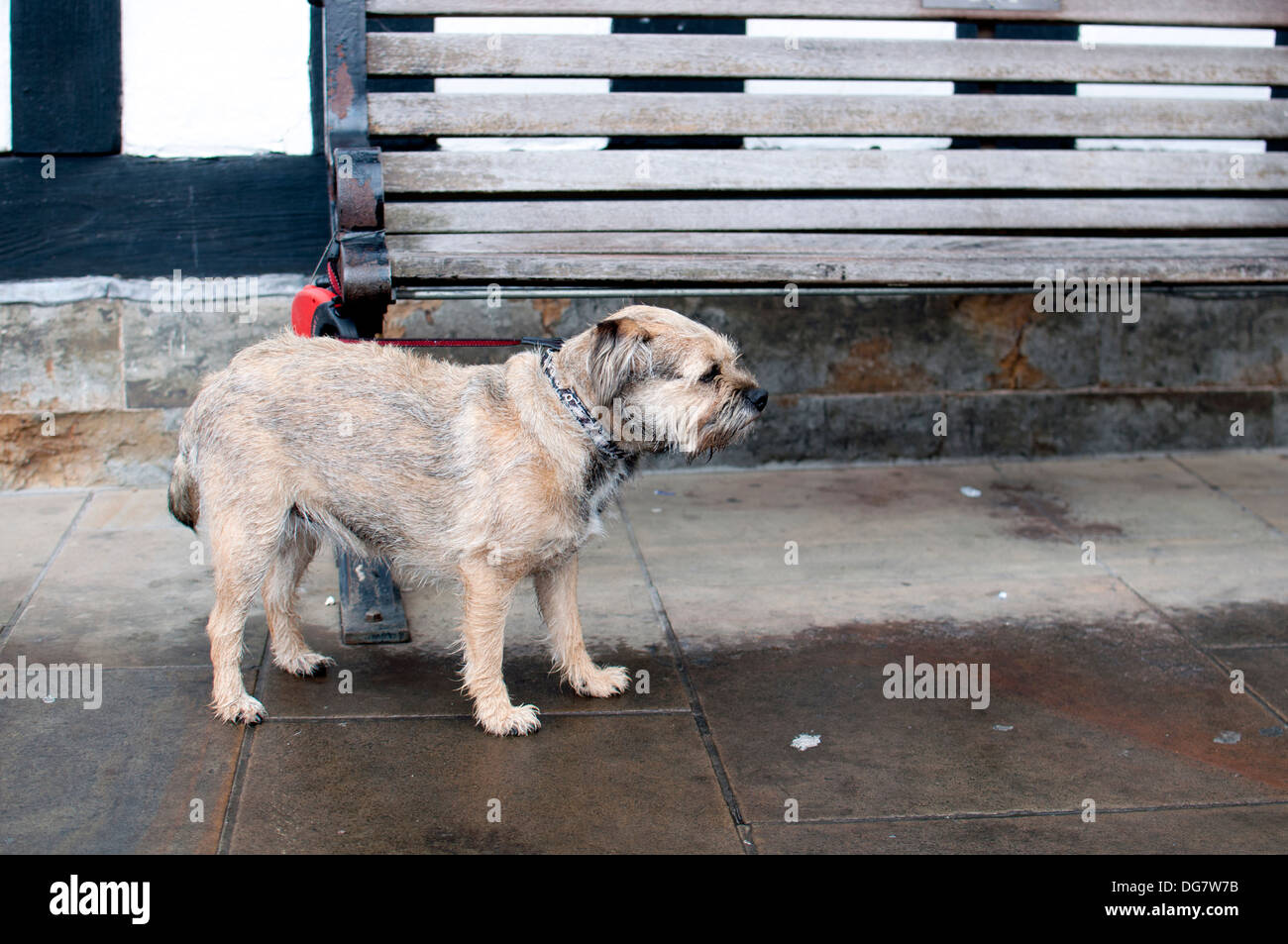 Dog tied up outside public library Stock Photo