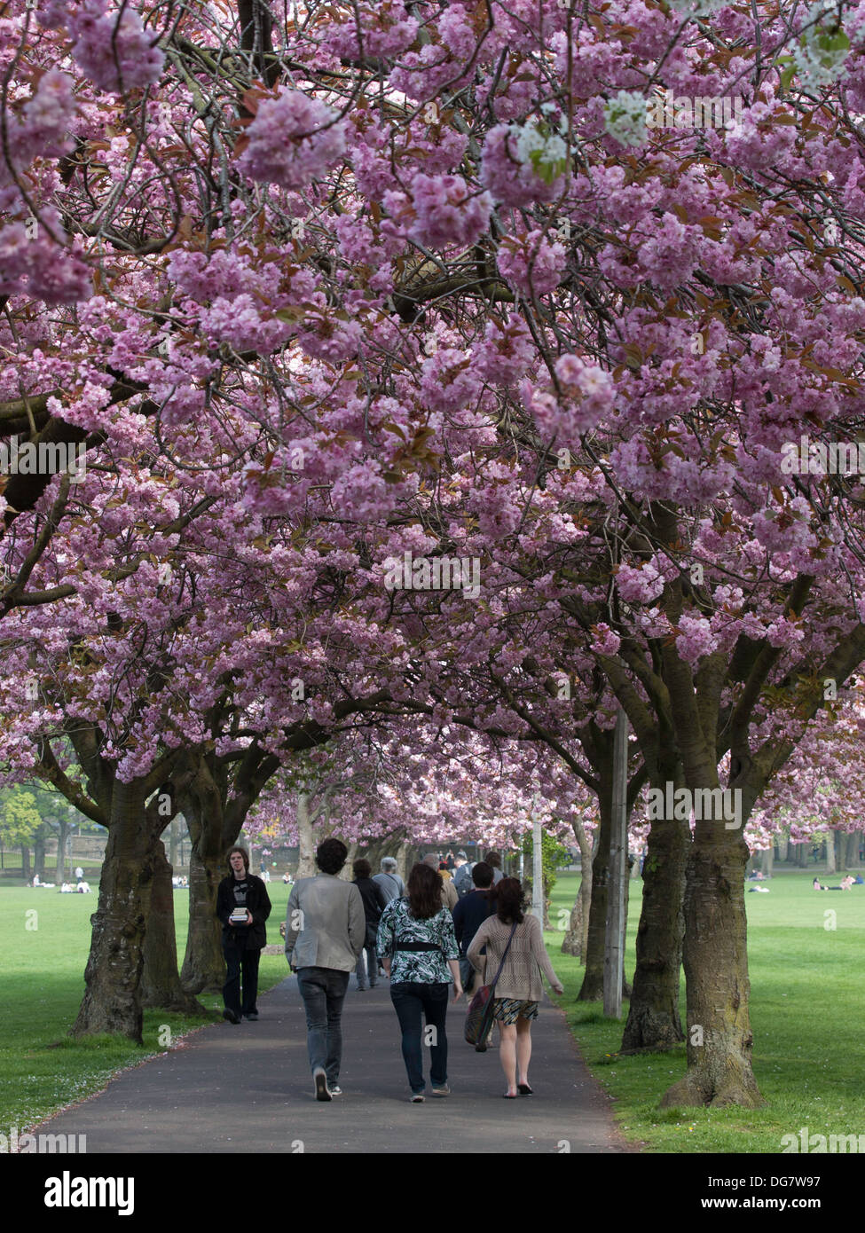 Cherry Blossom, The Meadows, Edinburgh Stock Photo Alamy